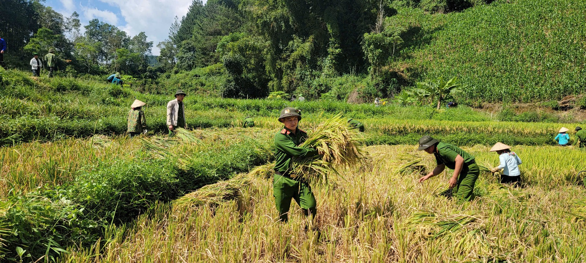 Cán bộ, chiến sĩ Trại tạm giam Công an tỉnh Lai Châu giúp dân bản Phan Lìn thu hoạch lúa.jpg