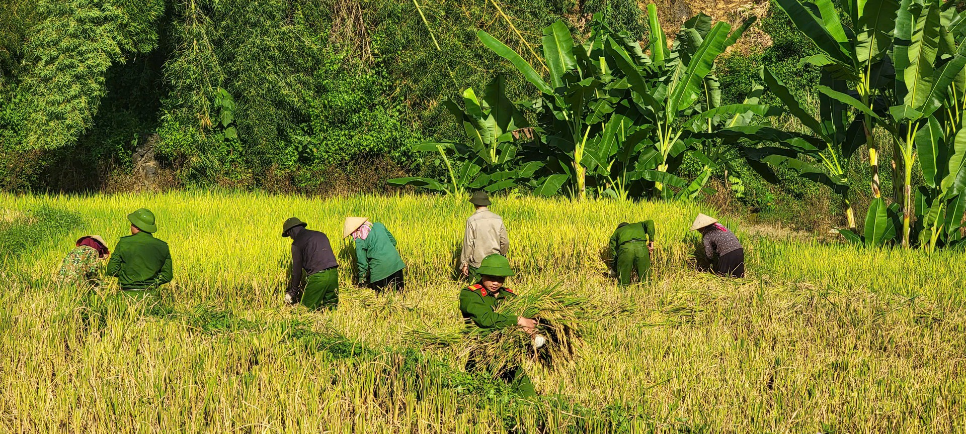 Không quản lý nắng nóng, có thể bộ, chiến sĩ cùng bà nông dân lúa lúa, vận chuyển lúa trên những thửa ruộng đang ở độ chín vàng.jpg