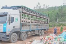 Công an tỉnh Nghệ An phát hiện, ngăn chặn xe ô tô vận chuyển hơn 15 tấn lợn nhiễm dịch tả lợn Châu Phi đi tiêu thụ