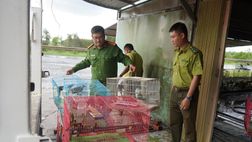 Tây Ninh: Phát hiện cơ sở kinh doanh nuôi nhốt số lượng lớn chim không rõ nguồn gốc