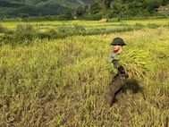 TP Huế: Công an xã miền núi A Lưới 1 giúp dân thu hoạch lúa, lan tỏa nghĩa tình trong mùa vụ
