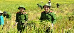 Chủ nhật xanh - Ấm tình quân dân trên cánh đồng Phan Lìn