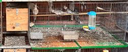 Phòng, chống tội phạm buôn bán trái phép động vật hoang dã