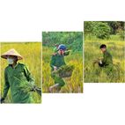 Công an xã Thanh Phong, tỉnh Thanh Hóa giúp dân gặt lúa - Lan tỏa tinh thần “Ba nhất”