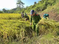Lai Châu: Công an xã Nậm Mạ xuống đồng giúp dân thu hoạch lúa