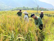 Lực lượng Công an tỉnh Lào Cai giúp dân thu hoạch nông sản, lan tỏa phong trào thi đua “Ba nhất”