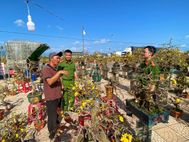 Chủ động giữ bình yên “thủ phủ” mai vàng miền Trung