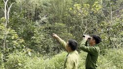 Lạng Sơn: Công an xã Hồng Phong tăng cường phối hợp liên ngành trong công tác kiểm tra, bảo vệ rừng 