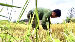 Những "người nông dân đặc biệt" trên cánh đồng lúa xã Bến Quan, tỉnh Quảng Trị