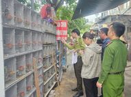 Hải Phòng: Phát hiện 03 trường hợp vi phạm mua, bán, nuôi nhốt gần 1.000 cá thể chim hoang dã