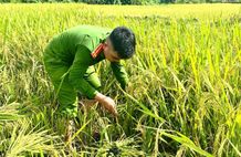Thanh Hoá: Tuổi trẻ Công an các xã, phường chung tay giúp dân thu hoạch lúa, bảo đảm an toàn mùa vụ