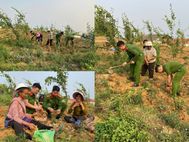 Lực lượng Công an cơ sở Tuyên Quang giúp nhân dân thu hoạch nông sản