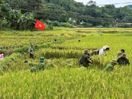 Chung tay giúp thương binh thu hoạch lúa, lan tỏa hình ảnh đẹp vì Nhân dân phục vụ
