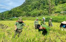 Công an xã Mường Vang, tỉnh Phú Thọ hỗ trợ gia đình nạn nhân chất độc da cam thu hoạch lúa