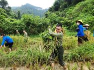 Công an xã Ba Sơn, tỉnh Lạng Sơn hỗ trợ gia đình chính sách thu hoạch lúa