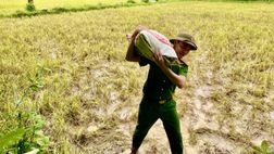 Quảng Trị: Công an xã Bến Quan giúp dân thu hoạch lúa sau mưa lớn