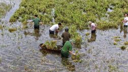 Công an cơ sở cùng Nhân dân gặt lúa “chạy lũ”