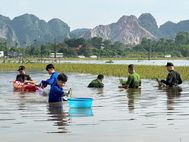 Phú Thọ: Công an xã Cao Dương hỗ trợ Nhân dân thu hoạch lúa, hoa màu sau mưa lũ