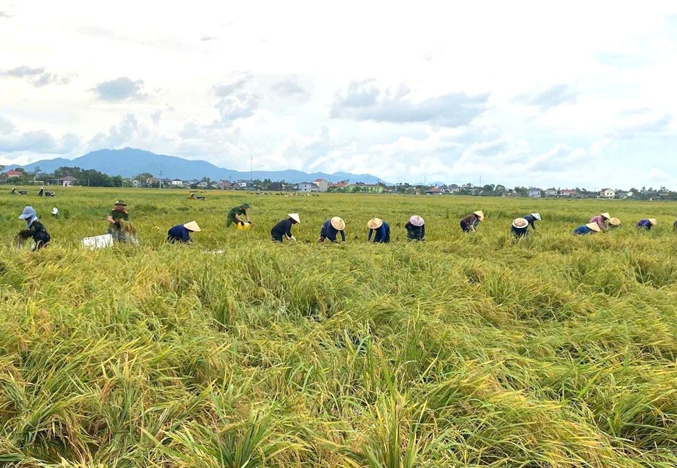 Hà Tĩnh: Công an xã Cẩm Duệ chủ động giúp dân gặt lúa, hạn chế thiệt hại sau bão