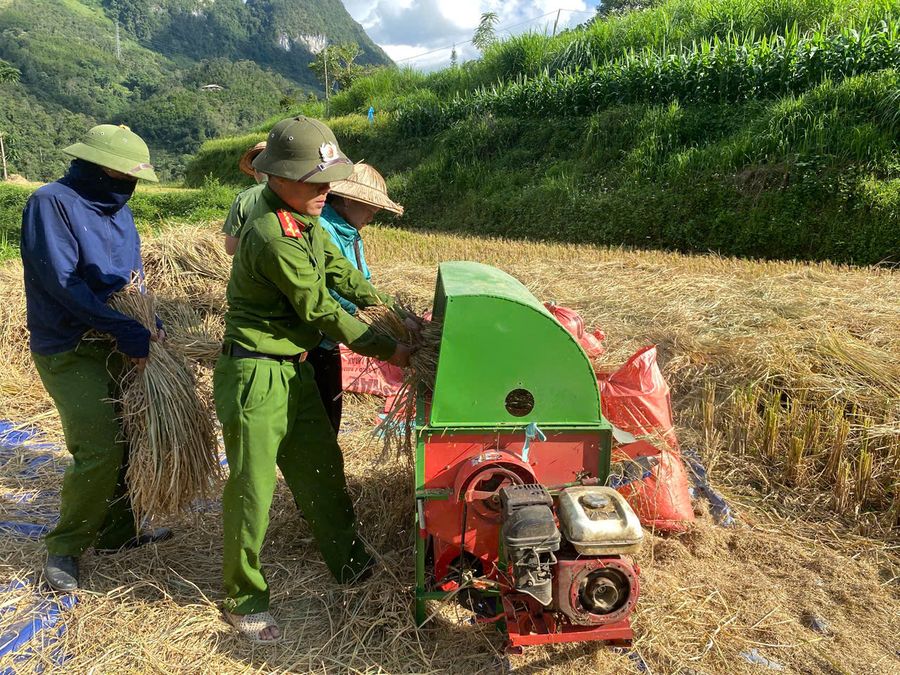 Công an các xã tỉnh Cao Bằng và Lào Cai kịp thời giúp nhân dân thu hoạch vụ lúa thu đông trước khi cơn bão số 11 đổ bộ