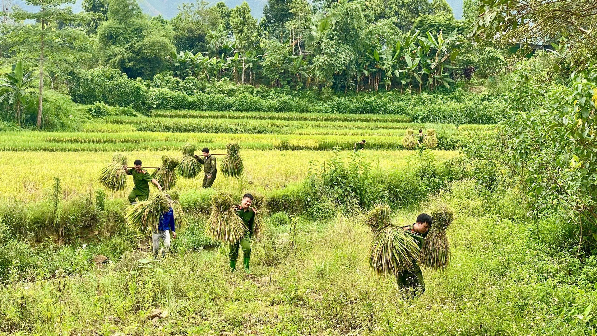 photo-library-20260522130248-f5bba88a-58f9-452e-8e95-4329e071cb2d-mau-ao-cong-an-hoa-cung-mau-vang-ruong-lua-ep-trong-lao-ong-sang-trong-long-dan.jpg