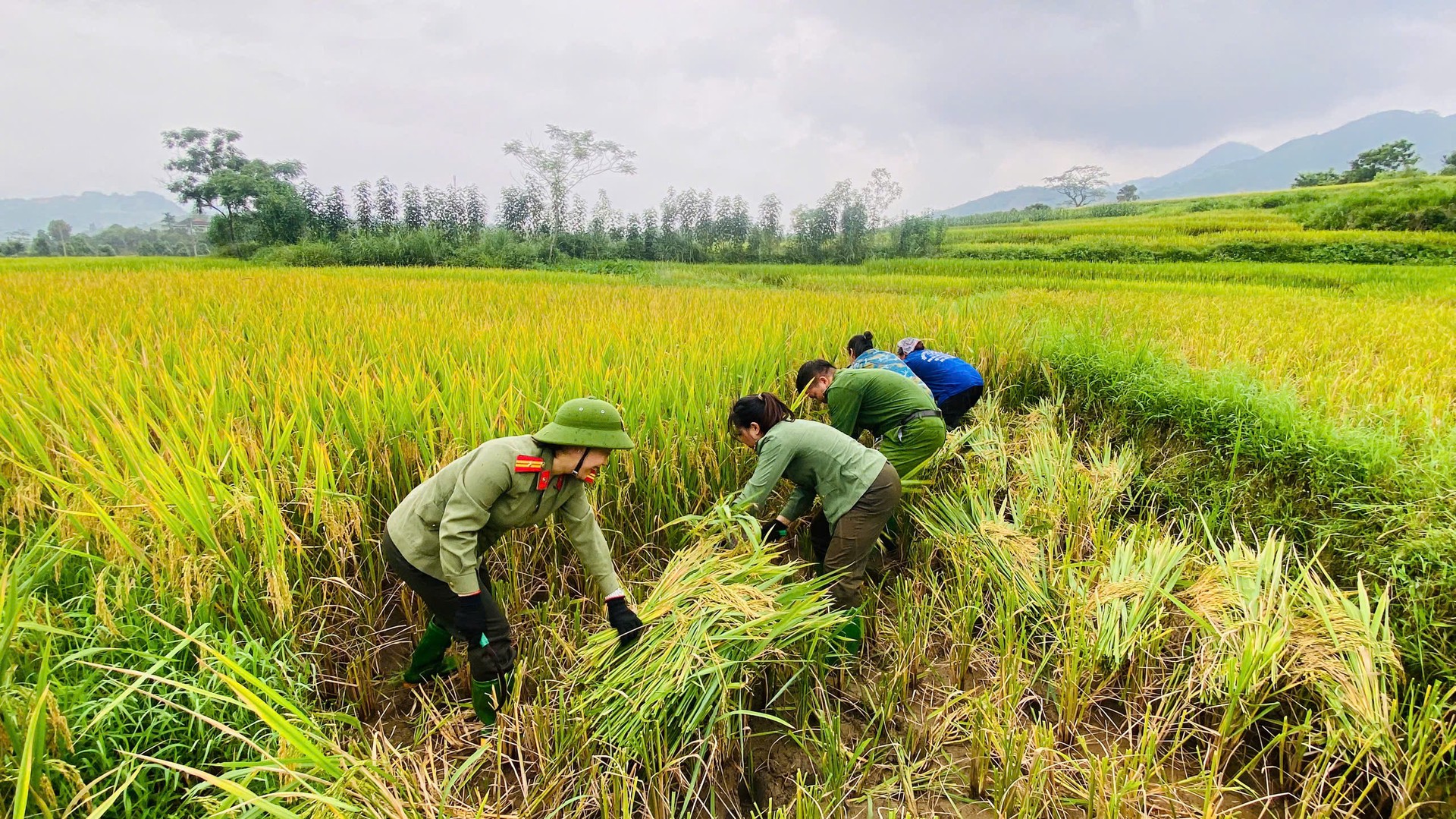photo-library-20260522130203-f59e3cb4-3582-41af-8853-91fb35fcc6b8-can-bo-chien-si-cong-an-xa-luong-thinh-truc-tiep-xuong-ong-ho-tro-nhan-dan-thu-hoach-lua-chin.jpg