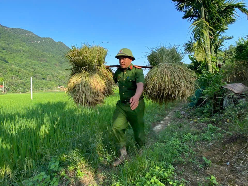 Công an xã Tân Lĩnh tranh thủ ngoài giờ giúp nhân dân gặt lúa.jpg