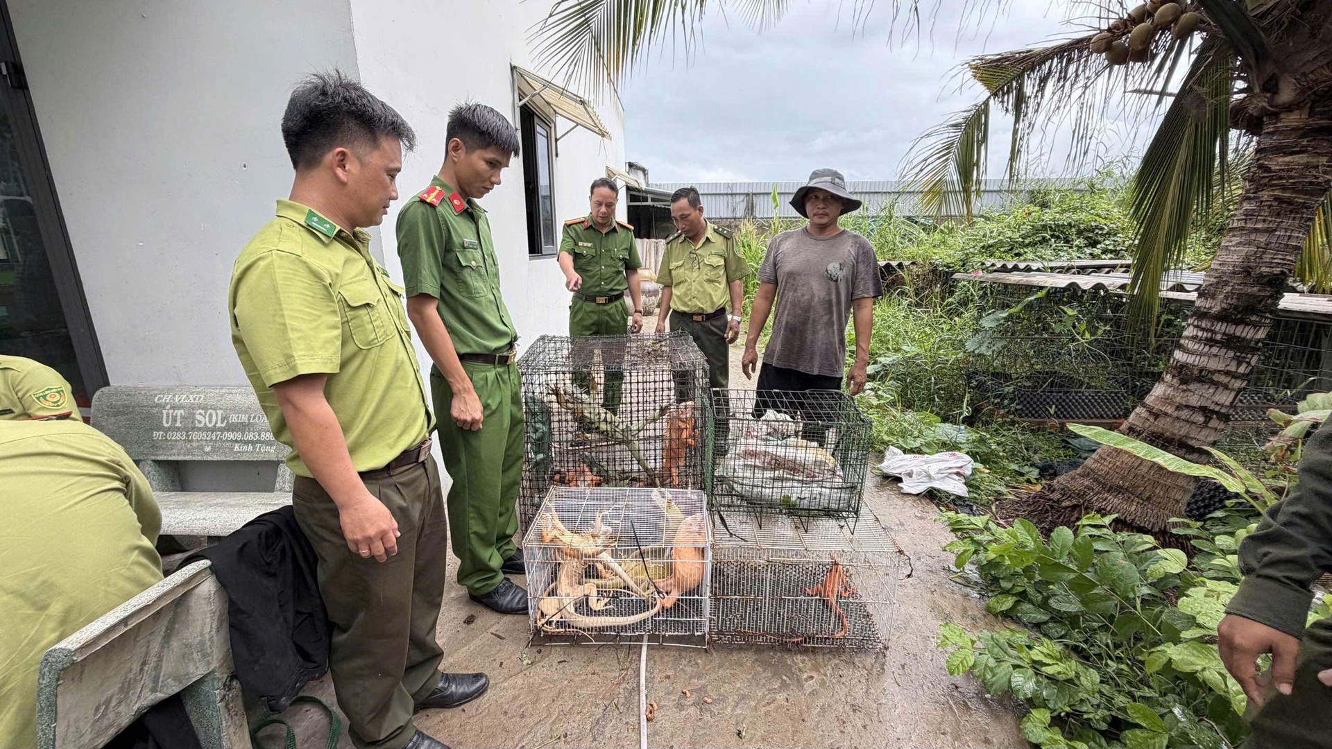 Rồng Nam Mỹ.jpg