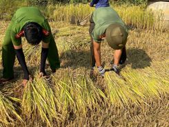 Quảng Ngãi: Mùa vàng ấm áp tình quân dân tại vùng cao Sơn Kỳ