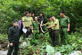 Công an tỉnh Tuyên Quang tích cực phối hợp bảo vệ động vật hoang dã, góp phần gìn giữ đa dạng sinh học