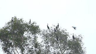 Nâng cao ý thức bảo vệ các loài chim hoang dã