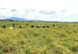 Hà Tĩnh: Công an xã Cẩm Duệ chủ động giúp dân gặt lúa, hạn chế thiệt hại sau bão