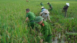 Thanh Hóa: Công an xã Luận Thành giúp dân gặt lúa tránh bão số 9