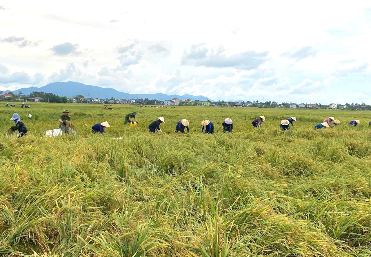 Cẩm Duệ có 600ha lúa bị ngập, đổ rạp sau bão.JPG