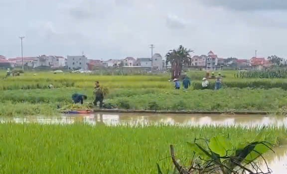 Công an xã Xuân Cẩm giúp nhân dân thu hoạch lúa 2.jpg