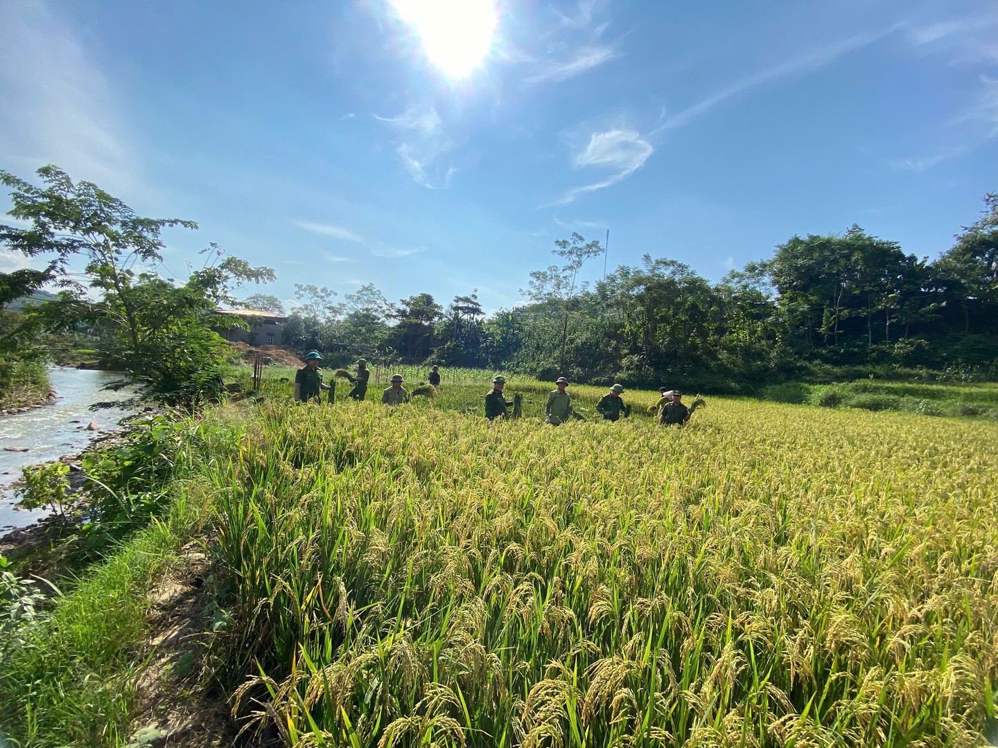 Màu xanh của chiến sỹ Công an hoà giữa sắc vàng của mùa gặt, tại nên hình ảnh đẹp về tình quân dân bền chặt.jpg