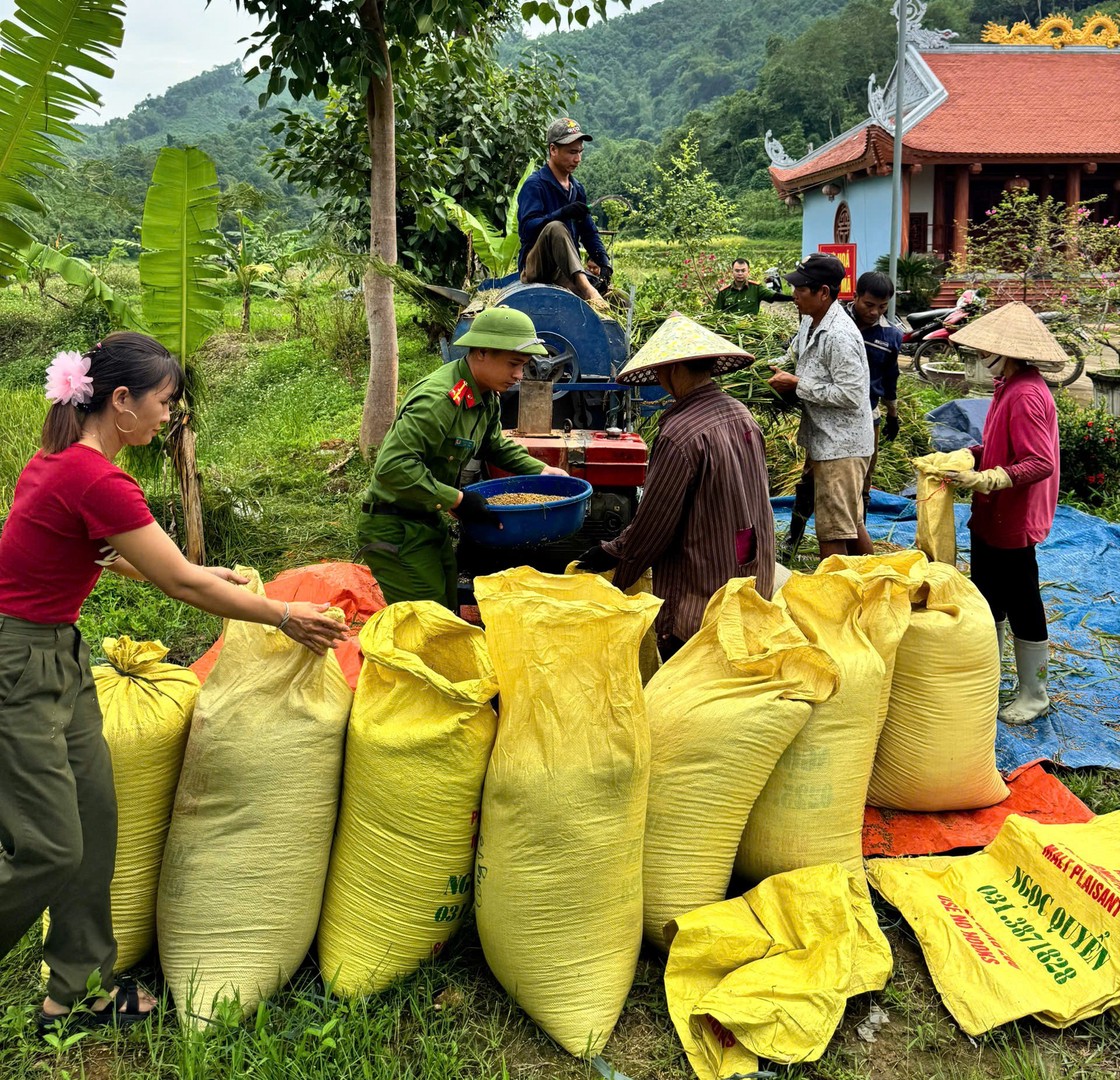 Công an xã Bảo Thắng khẩn trương thu hoạch lúa trước khi cơn bão số 11 ảnh hưởng đến địa bàn.jpg