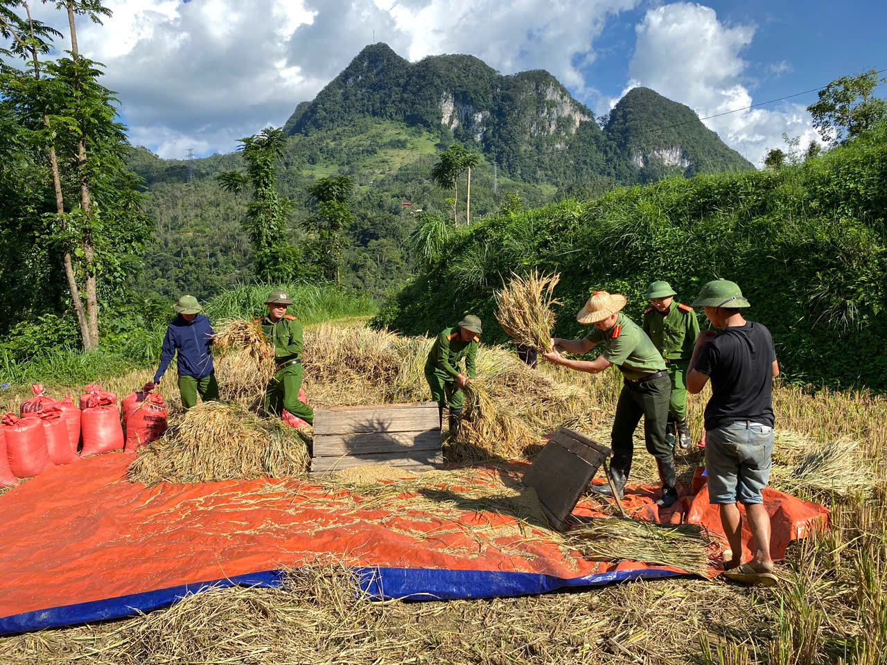 Một số hình ảnh Công an xã Huy Giáp giúp dân thu hoạch lúa chín.jpg