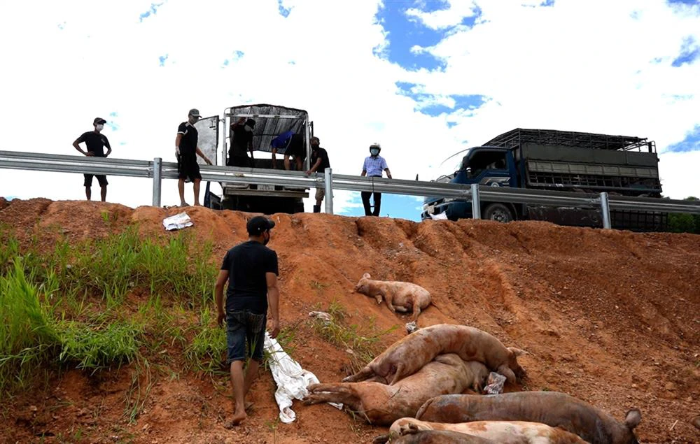 3. tiêu hủy số lợn dịch.jpg