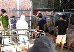 Quảng Ngãi: Quyết liệt ngăn chặn, xử lý thương lái thu mua, vận chuyển lợn bị dịch bệnh bán ra thị trường