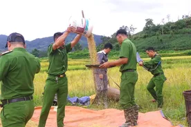 Quảng Ngãi: Công an xã Đăk Plô giúp đỡ hộ dân có hoàn cảnh khó khăn thu hoạch lúa