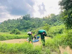 Lạng Sơn: Công an xã Tân Văn hỗ trợ người dân thu hoạch lúa mùa vụ