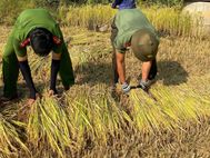 Quảng Ngãi: Mùa vàng ấm áp tình quân dân tại vùng cao Sơn Kỳ