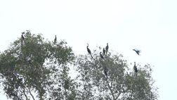 Nâng cao ý thức bảo vệ các loài chim hoang dã