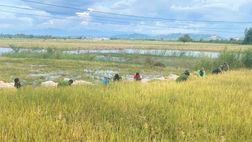 Đắk Lắk: Công an xã và Đoàn Thanh niên chung sức giúp dân gặt lúa trong lũ