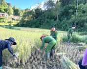 Lào Cai: Công an xã thu hoạch lúa giúp hộ dân có hoàn cảnh khó khăn