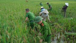 Thanh Hóa: Công an xã Luận Thành giúp dân gặt lúa tránh bão số 9