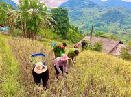 Công an xã Bản Hồ, tỉnh Lào Cai giúp nhân dân gặt lúa trước khi bão Ragasa đổ bộ