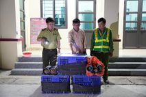 Bắt giữ 01 đối tượng có hành vi vận chuyển trái phép số lượng lớn động vật hoang dã